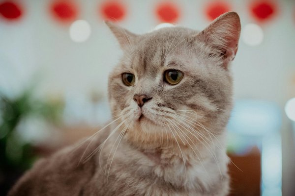 How can you effectively train your dog to stop excessive barking?