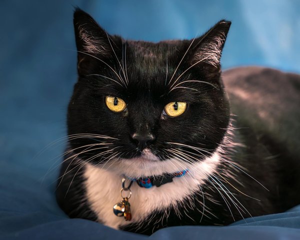 What strategies can help you quit smoking and improve lung health?