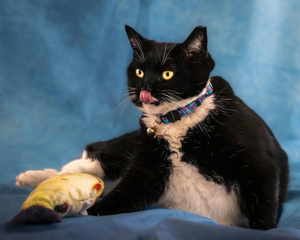 How can you help your pet cope with seasonal allergies?